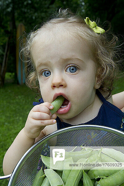 A blue eyed nine month old girl eats snap peas from her garden.; Cabin John  Maryland.