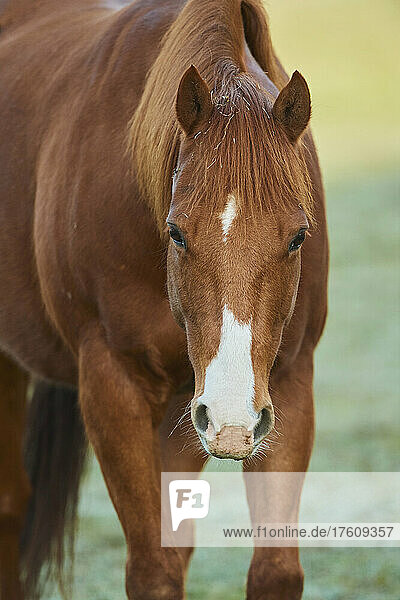 Porträt eines fuchsfarbenen Pferdes (Equus ferus caballus)  das auf einer Wiese steht und nach vorne  in Richtung der Kamera  schaut; Bayern  Deutschland