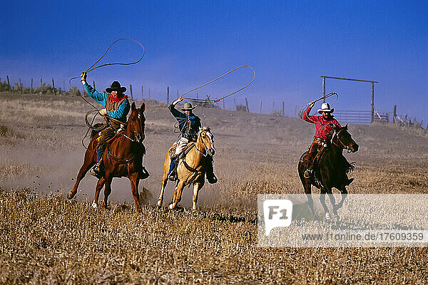 Three cowboys roping on horseback; Seneca  Oregon  United States of America
