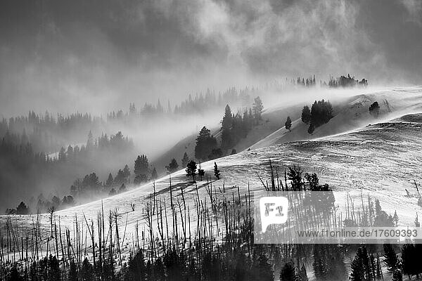 Black and white landscape in Yellowstone National Park with low cloud and snow blowing over Specimen Ridge and Lamar Valley; United States of America