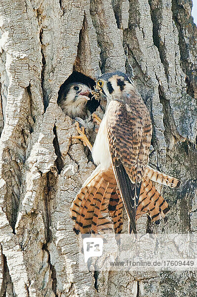 Porträt eines amerikanischen Turmfalken (Falco sparverius)  der Nahrung zum Nest in einem Pappelbaum (Populus angustifolia) bringt und das Jungtier mit der Nahrung füttert; Vereinigte Staaten von Amerika  Nordamerika