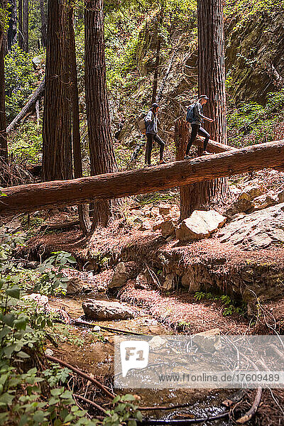 Young women explore a redwood forest in California  USA.