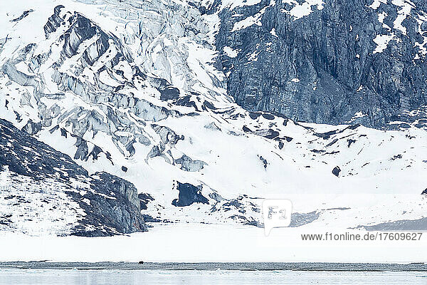 Ein einsamer Braunbär (Ursus arctos) spaziert entlang der Küste vor schneebedeckten Klippen im Glacier Bay National Park; Südost-Alaska,  Alaska,  Vereinigte Staaten von Amerika