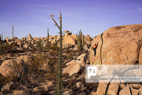 A rock climber boulders in the Baja desert.