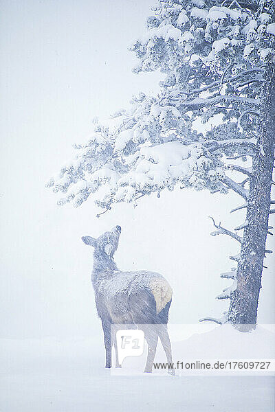 View taken from behind of a young elk calf (Cervus canadensis) standing in the snow looking up at a pine tree in winter; Yellowstone National Park  United States of America