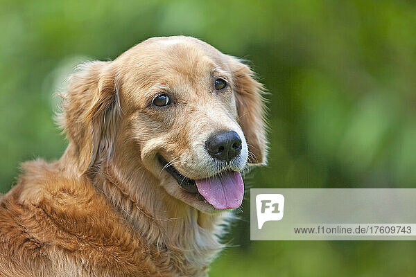 Golden retriever dog portrait; Paia  Maui  Hawaii  United States of America