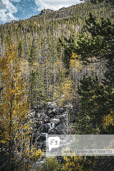 Natürliche Schönheit in der Wildnis mit Herbstfarben im Wald und Wasserfällen über Felsen  Rocky Mountain National Park; Colorado  Vereinigte Staaten von Amerika