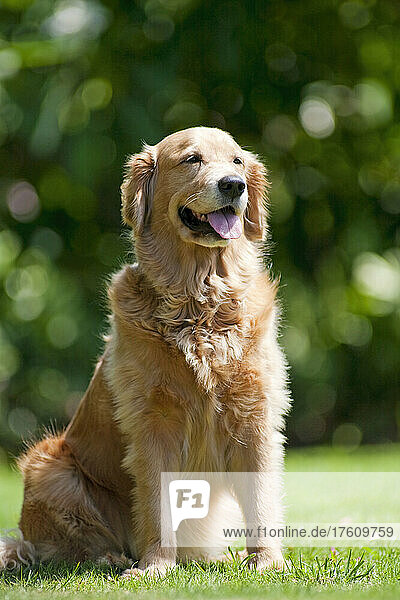 Golden retriever dog sitting on grass in the sunlight; Paia  Maui  Hawaii  United States of America