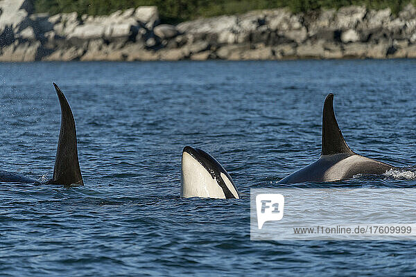 Orca/Killerwale (Orcinus orca) AF22 Schale/Gruppe unterwegs im Lynn Canal  Auftauchen im Pazifik; Admiralty Island  Südost-Alaska  Alaska  Vereinigte Staaten von Amerika