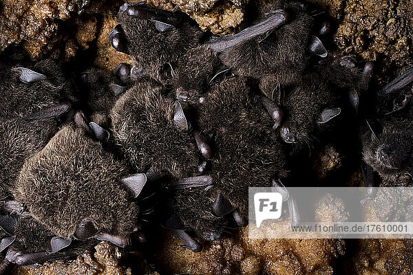 Tightly packed small bats sleep on the roof of Cueva de Villa Luz in Tabasco  Mexico.; Tabasco State  Mexico.