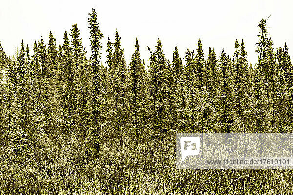 Landscape of a dense forest of evergreen trees and a tall grasses in the foreground  viewed along Highway 97 in BC  Canada; British Columbia  Canada