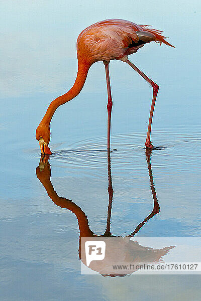 Ein rosafarbener Flamingo beugt sich hinunter  um einen Schluck Wasser zu trinken.