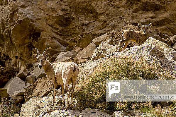 Desert bighorn sheep  Ovis canadensis nelsoni  adult and juvenile.