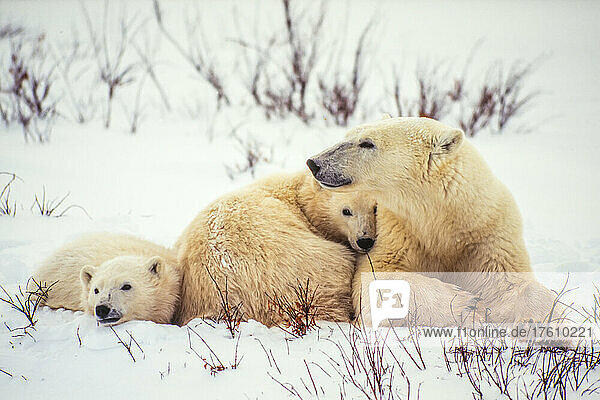Eisbärenjunge (Ursus maritimus) kuscheln sich an ihre Mutter im Schnee entlang der Hudson Bay; Manitoba  Kanada