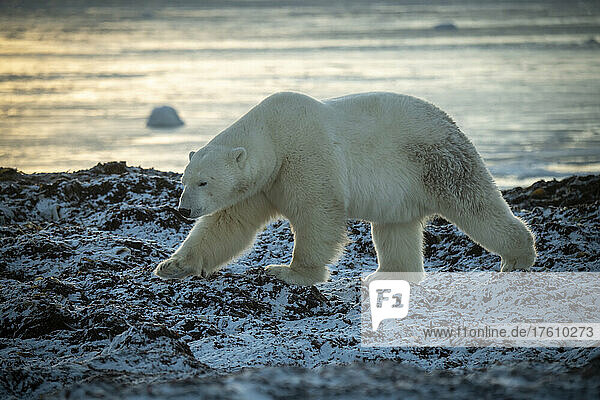 Eisbär (Ursus maritimus) hebt die Tatze und überquert die felsige Küste; Arviat  Nunavut  Kanada