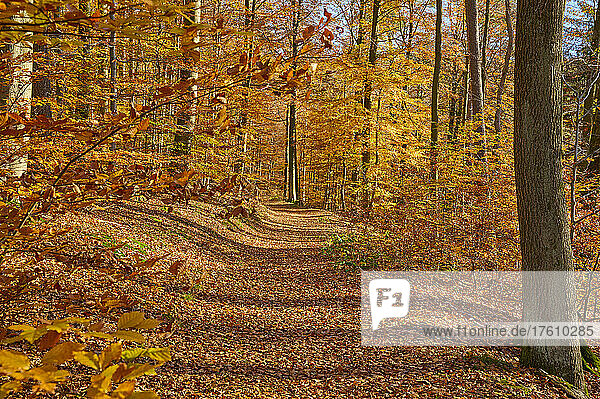 Leuchtende Herbstfarben mit einem Waldweg; Spessart  Bayern  Deutschland