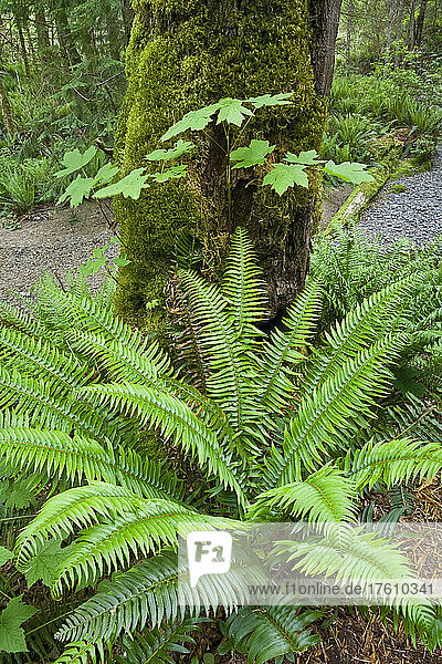 Farne und Wald in Woodland Gardens  Courtenay  British Columbia  Kanada