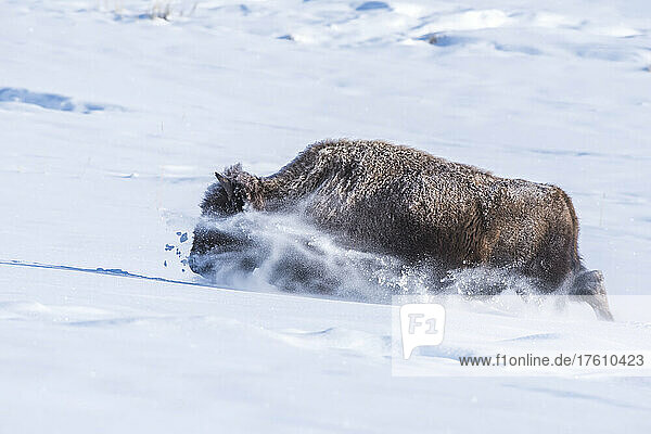 Bison (Bison bison) stapft durch den tiefen Schnee im Yellowstone National Park; Vereinigte Staaten von Amerika