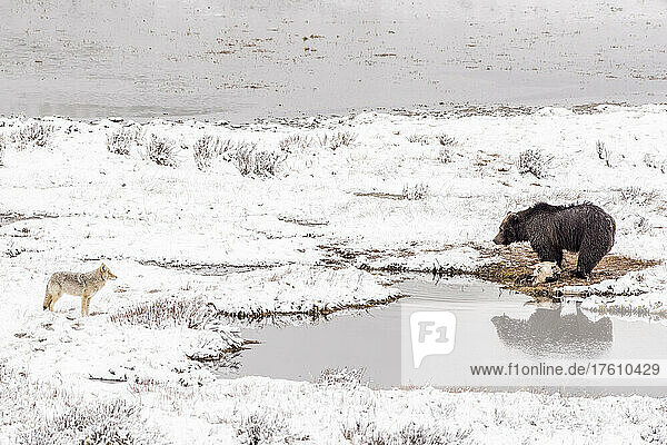 Braunbär (Ursus arctos) neben einem Bisonkadaver (Bison bison) an einem schneebedeckten Ufer im Winter  gegenüber einem Kojoten (Canis latrans)  der nach Nahrung sucht; Yellowstone National Park  Vereinigte Staaten von Amerika