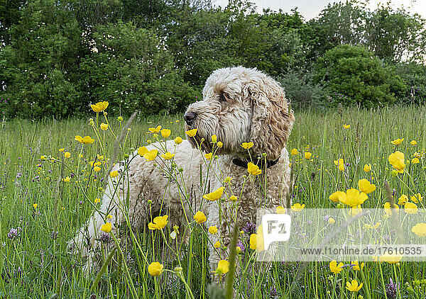 Blonder Kakadu-Hund steht auf einer Wiese mit blühenden Wildblumen; South Shields  Tyne and Wear  England