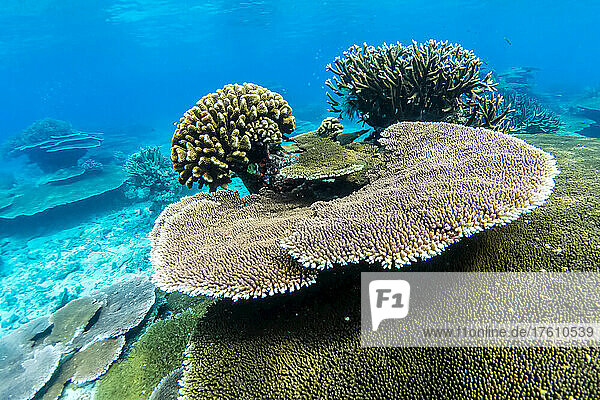 Korallenplatten säumen den Boden des Ozeans.