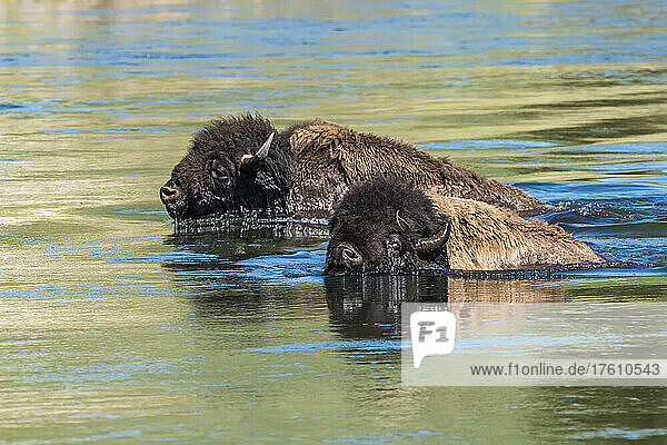 Ein Paar amerikanischer Bisonbullen (Bison bison) schwimmt an einem sonnigen Tag entlang des Yellowstone River; Yellowstone National Park  Vereinigte Staaten von Amerika