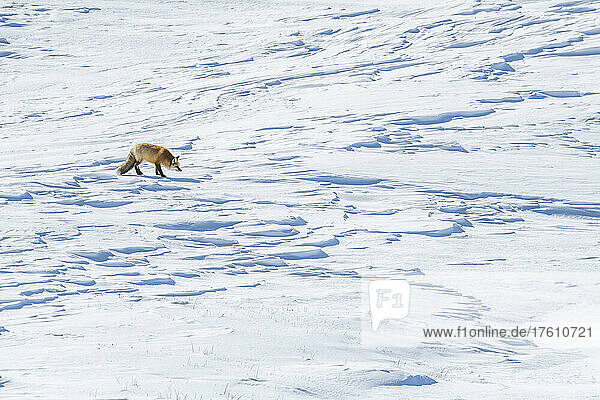Red fox (Vulpes vulpes) walking along a snow covered landscape listening for sounds of prey below the snowdrifts; Yellowstone National Park  Wyoming  United States of America
