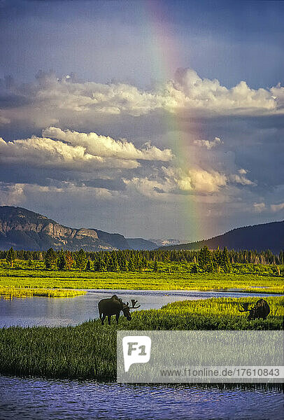 A faint rainbow hovers above a pair of grazing bull moose (Alces alces) after a rain shower moved up The Thorofare at the Yellowstone and Beaverdam Marsh in Upper Yellowstone River Valley  Yellowstone National Park; Wyoming  United States of America