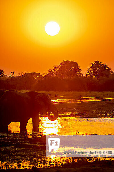 Silhouette eines afrikanischen Buschelefanten (Loxodonta africana)  der bei Sonnenuntergang am Flussufer steht; Okavango-Delta  Botsuana