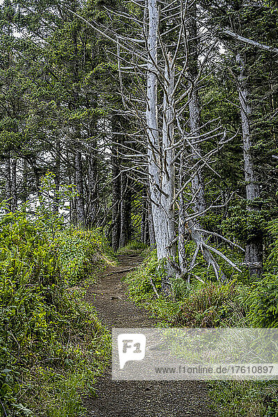 A trail passes through the forest at Ecola State Park on the Oregon Coast; Cannon Beach  Oregon  United States of America
