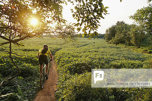 A bicyclist rides on a path through soybean fields.; Seneca State Park  Maryland  USA