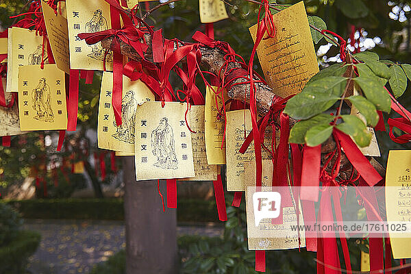 An einen Baum gebundene Glückswünsche im konfuzianischen Tempel  Shanghai  China; Nanshi  Altstadt  Shanghai  China.