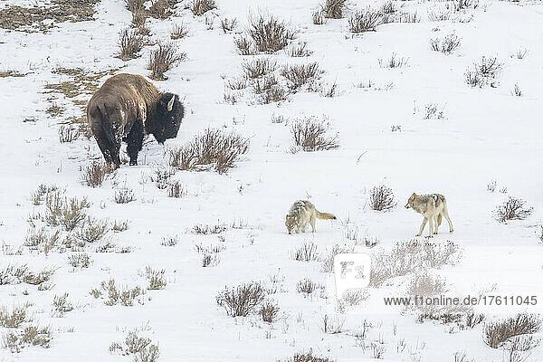 America Bison (Bison bison) and two wolves (Canis lupus) grazing on a snow-covered landscape in Yellowstone National Park; United States of America