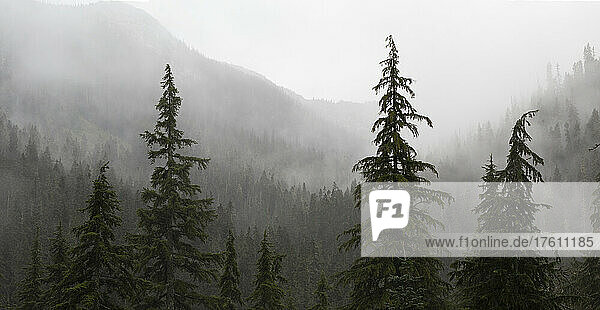 Dichter Nebel über einem Wald in einem Bergtal; British Columbia  Kanada