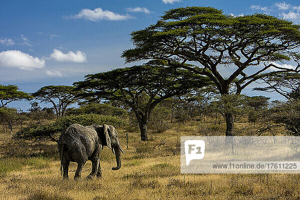 Ein afrikanischer Elefant spaziert zwischen Akazienbäumen.
