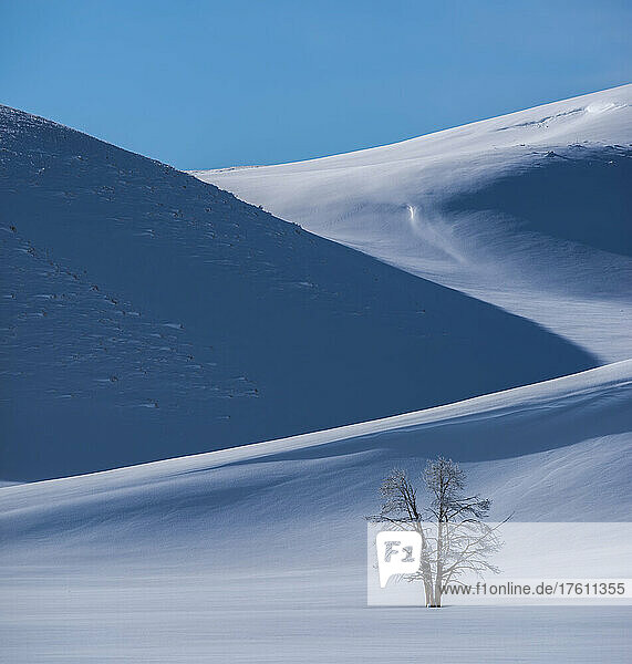 Schneeverwehungen an den Hängen des Hayden Valley mit einer gespaltenen Lodgepole-Kiefer (Pinus contorta) im Tiefschnee im Yellowstone National Park im Winter; Wyoming  Vereinigte Staaten von Amerika