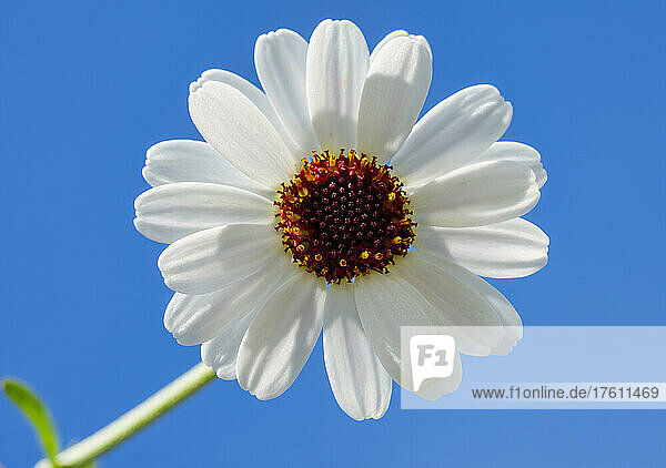 Nahaufnahme einer weißen Blüte in voller Blüte an einem sonnigen Tag vor einem strahlend blauen Himmel; South Shields  Tyne and Wear  England