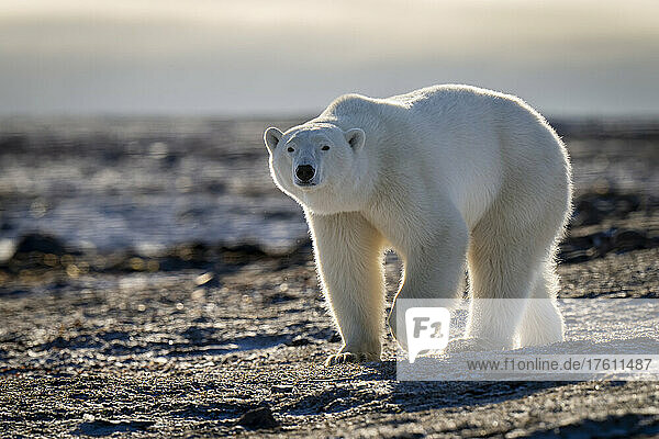 Eisbär (Ursus maritimus) überquert felsige Tundra und hebt die Tatze; Arviat  Nunavut  Kanada