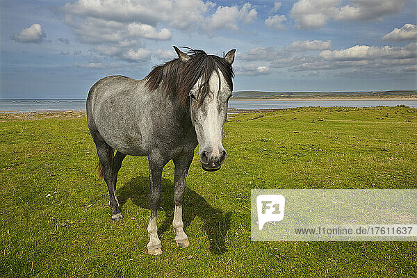 Porträt eines Pferdes auf einer Wiese in Northam Burrows  Westward Ho!  Devon  Großbritannien; Westward Ho!  Devon  England