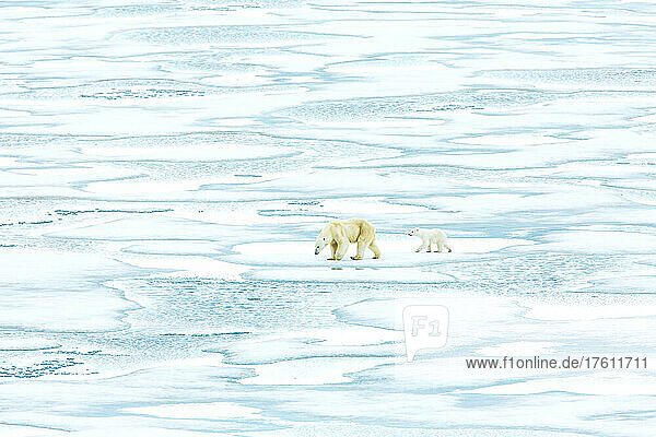 Ein Eisbär und sein Junges wandern über das Packeis.