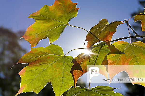Blätter des Bergahorns (Acer circinatum) an einem Baum im Gegenlicht der Sonne und wechselnde Farben im Herbst  Mount Rainier National Park; Washington  Vereinigte Staaten von Amerika