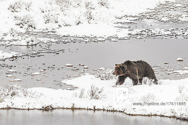 Brown bear (Ursus arctos) walking along the snow covered shoreline in winter looking for food; Yellowstone National Park  United States of America