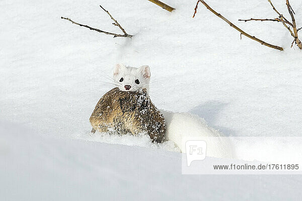 A short-tailed weasel (Mustela erminea) camouflaged in its white winter coat looking at camera with its prey  a montane vole (Microtus montanus) in its mouth; United States of America