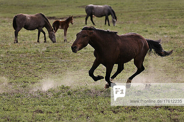 Wild mustang stallion chases studs away from his mares; Lantry  South Dakota  United States of America