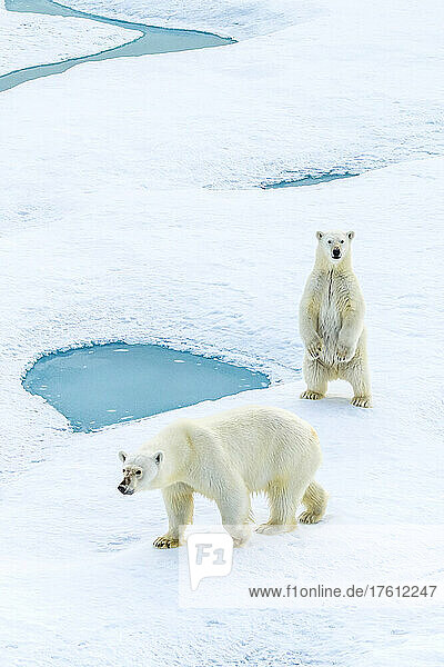 A standing polar bear cub and its mother (Ursus maritimus) wander across pack ice in the Canadian Arctic.