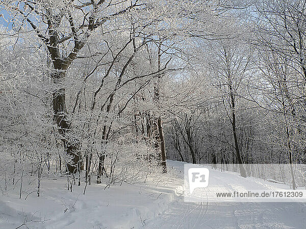 A snowy cross country trail with hoar frost on branches.; Canaan Valley  West Virginia.