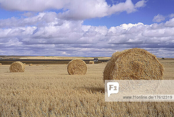 Fields  Round Bales near Claydon  Saskatchewan  Canada