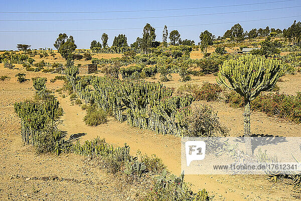 Kaktuspflanzen in einer trockenen Landschaft in Ostafrika; Äthiopien