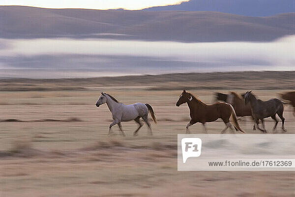 Pferde laufen auf einem sonnenbeschienenen Feld; Seneca  Oregon  Vereinigte Staaten von Amerika