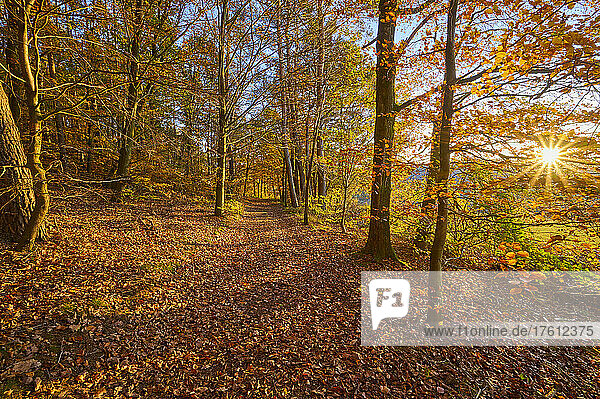 Waldweg mit Sonne im Herbst; Spessart  Bayern  Deutschland